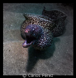 Spotted Eal @ Crah Boat Beach Aguadilla,PR by Carlos Pérez 